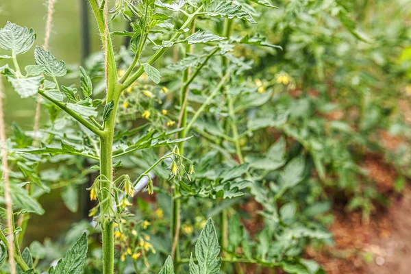 Conceito Jardinagem Agricultura Tomates Orgânicos Crescendo Estufa Produção Estufas Produção — Fotografia de Stock