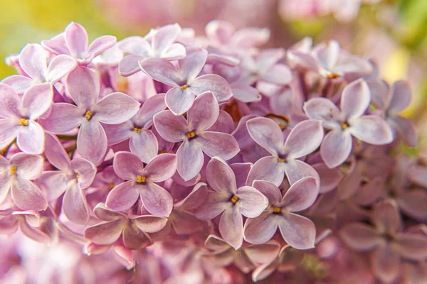 Beautiful Smell Violet Purple Lilac Blossom Flowers Spring Time Close — Stock Photo, Image