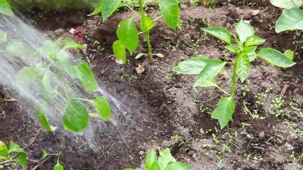 園芸と農業の概念 女性の農場労働者は散水から散水することができます有機コショウ苗 温室効果ガス 野菜の生産 温室で栽培されているチリのパプリカ植物 — ストック動画