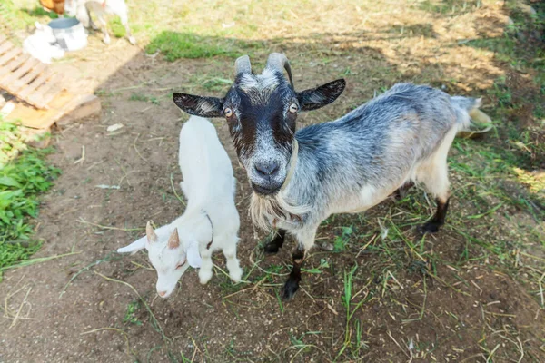 Söt Get Avkopplande Ranch Gård Sommardagen Husdjur Getter Betar Betesmark — Stockfoto