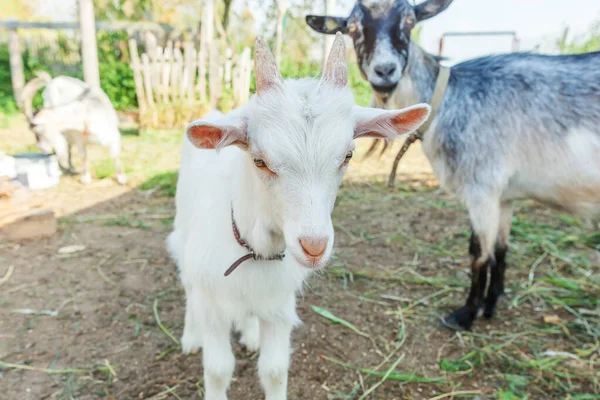 Linda Cabra Bebé Joven Que Relaja Granja Rancho Día Verano —  Fotos de Stock