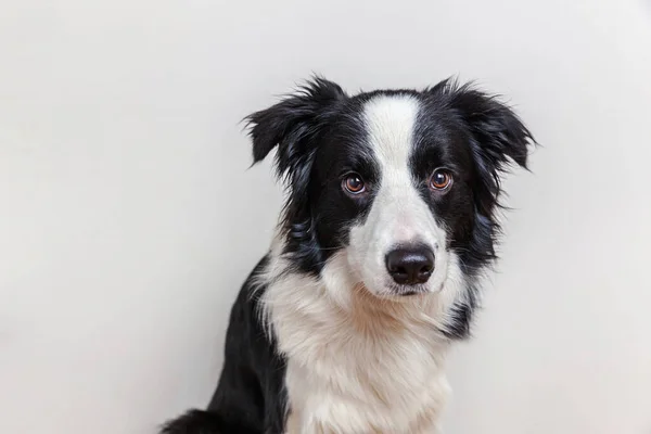 白い背景に隔離されたかわいい笑顔の子犬の犬の国境のコロニーの面白いスタジオの肖像画 家族の小さな犬の新しい素敵なメンバーは 報酬を見て待っています 面白いペット動物のライフコンセプト — ストック写真