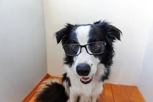 Studio portrait of smiling puppy dog border collie in eyeglasses on white background at home. Little dog gazing in glasses indoor. Back to school. Cool nerd style. Funny pets animals life concept