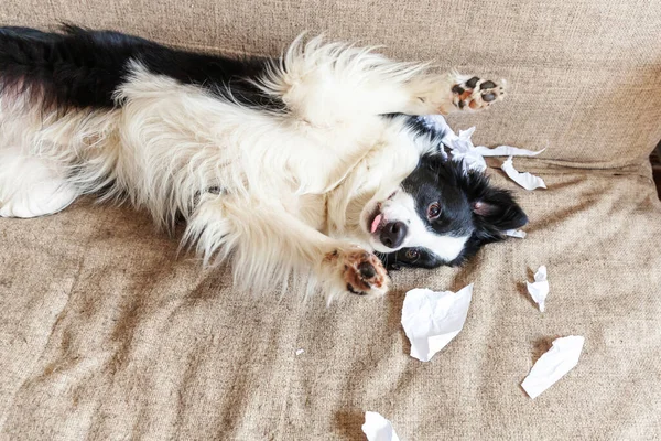 Naughty Playful Puppy Dog Border Collie Mischief Biting Toilet Paper — Stock Photo, Image