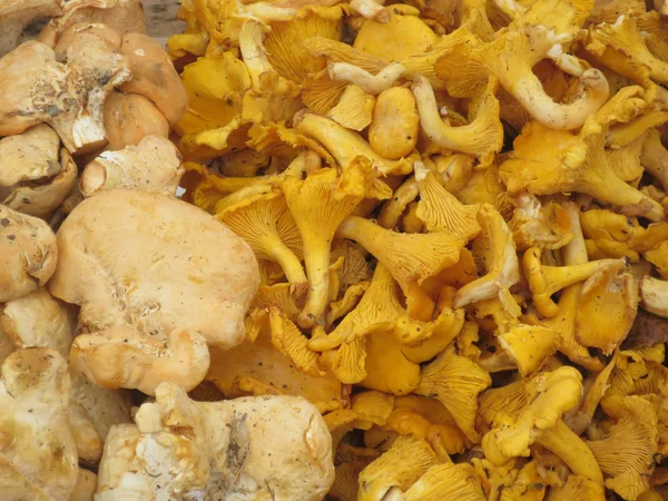노란 살구 버섯, — 스톡 사진