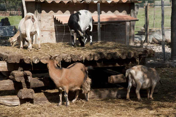 Piega con diverse capre — Foto Stock