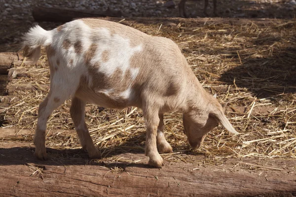 Dobra com várias cabras — Fotografia de Stock