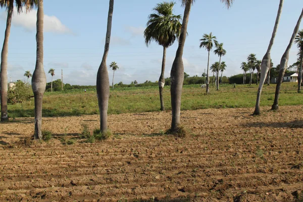 Kubański royal palm roślin — Zdjęcie stockowe