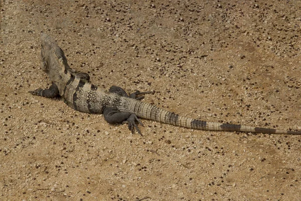 Iguana Mayan ruins — Stock Fotó