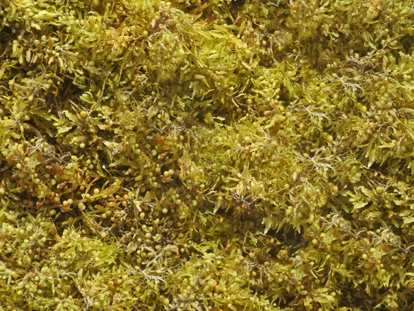 大西洋海藻大西洋海藻 — ストック写真