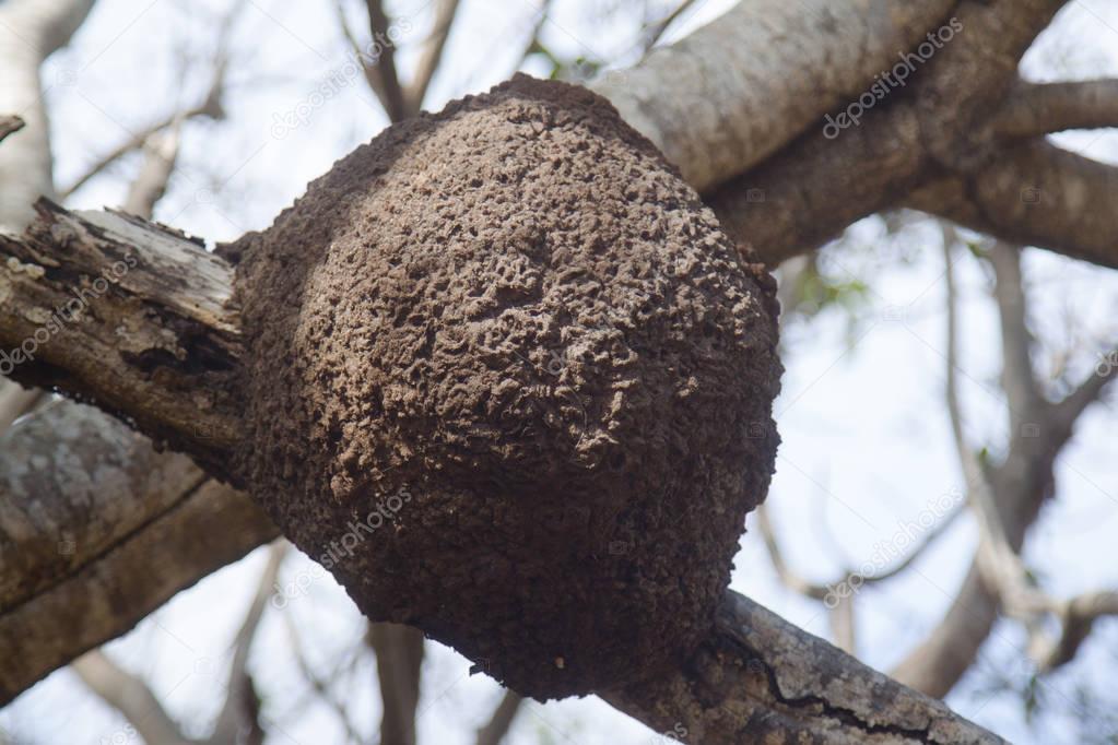 nest of termites on tree nest of termites tree Mexico nature