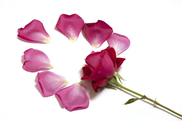 Rose bud τριαντάφυλλο μπουμπούκι — Φωτογραφία Αρχείου