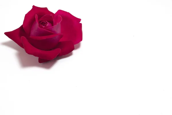 Szkarłatny pąk róży — Zdjęcie stockowe