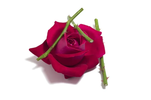 Szkarłatny pąk róży — Zdjęcie stockowe