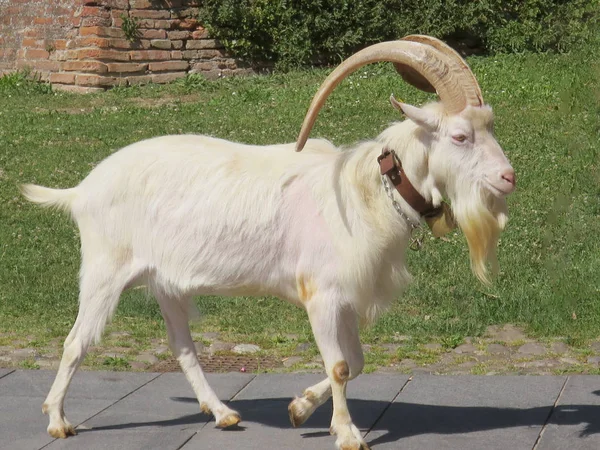 Capra dei mammiferi Capra dei mammiferi — Foto Stock