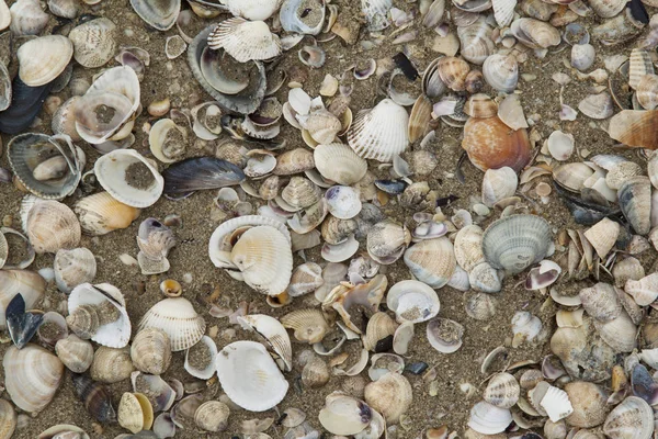 Palourdes ouvertes à la plage de dérive — Photo