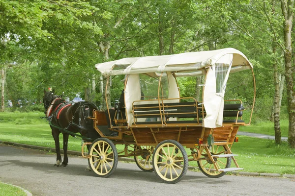 Kutsche mit Oldtimer-Pferd für Touristen — Stockfoto