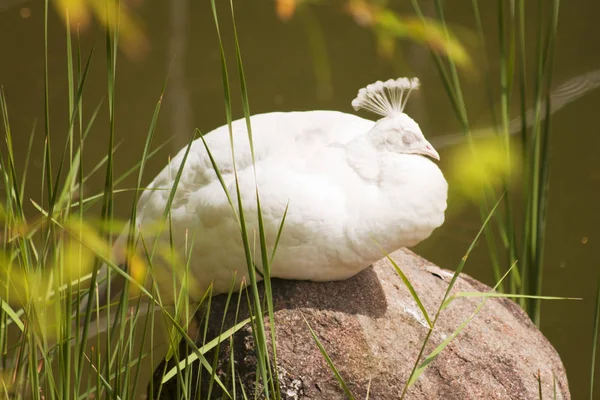 Pájaro pavo real blanco en una roca — Foto de Stock