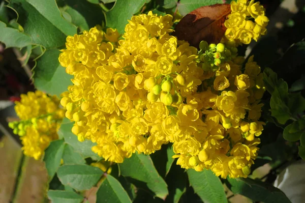Жовта Квітка Махонії Сільської Рослини — стокове фото