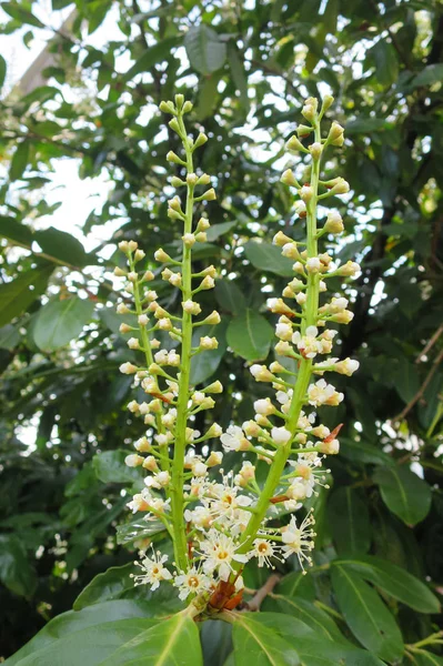 Privet Flower Evergreen Hedge Plant — Stock Photo, Image