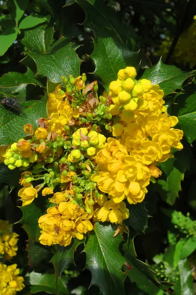 Sárga Virág Mahonia Rusztikus Növény — Stock Fotó