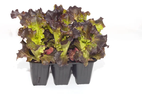 Red Lettuce Sprout Growing Transplanting — Stock Photo, Image