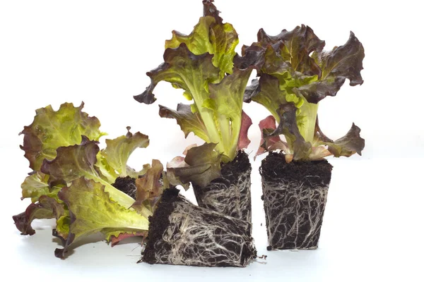 Brote Lechuga Roja Para Cultivo Trasplante — Foto de Stock