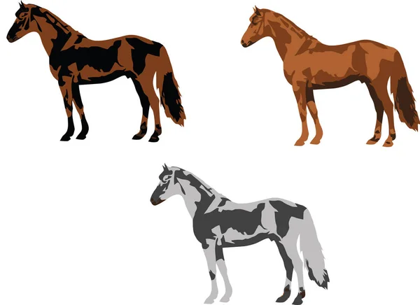 Tre Hästar Olika Inhemska Häst Färger — Stock vektor