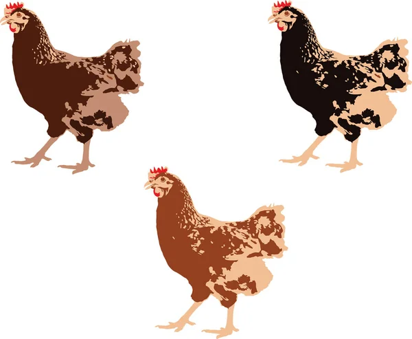 Three Hens Different Color Pets Family Birds — Stock Vector