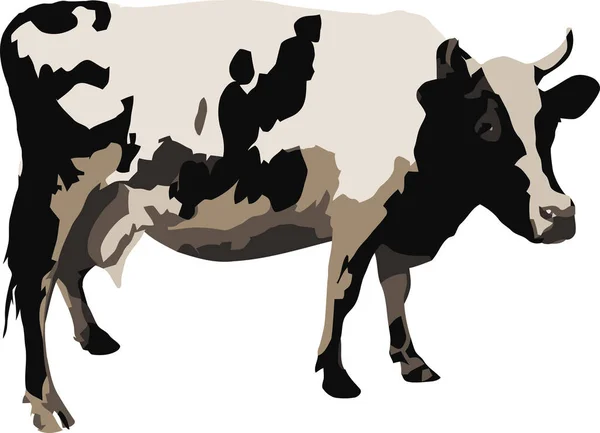 Bovine Cow Breed White Black Spotted — Stock Vector