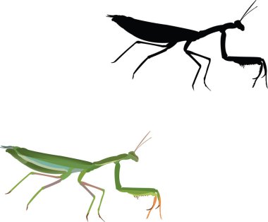 insect predator invertebrate religious mantis clipart
