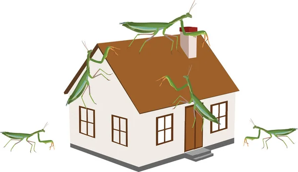 Insecte invertébré mantis religiosa au-dessus du logement — Image vectorielle