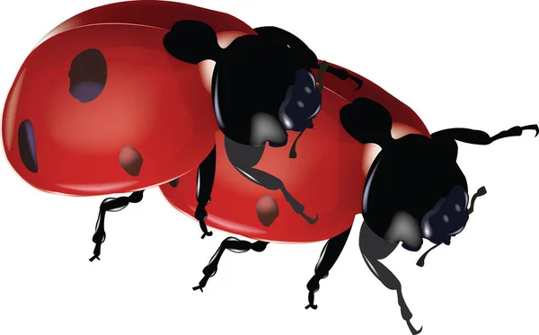 Insekten Marienkäfer Übereinander Verliebt — Stockvektor