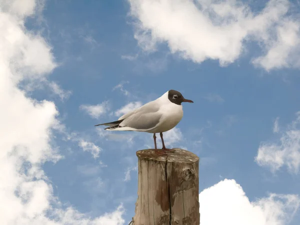 Gull Lake Garda Pole — Stock Photo, Image