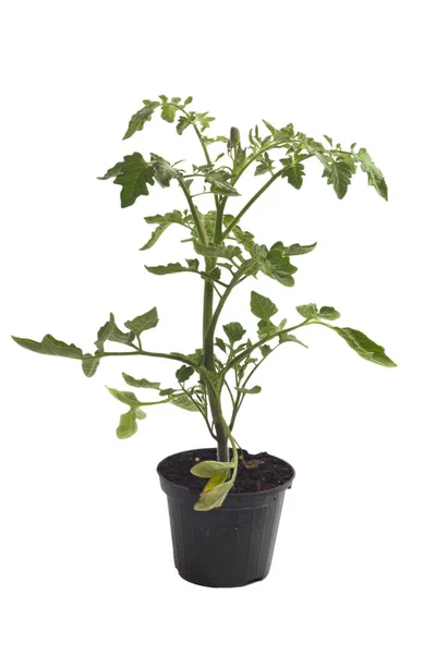 Planta Vegetal Vaso Amarelo Tomate Enxertado — Fotografia de Stock