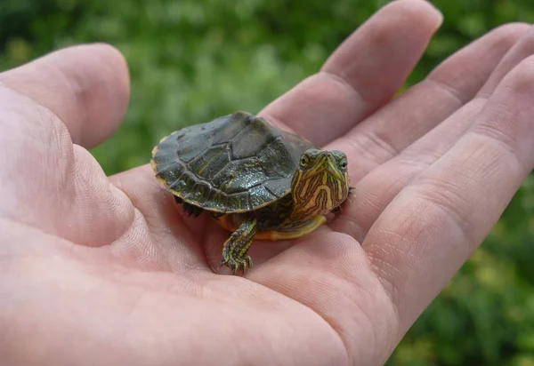 Tortuga pequeña en una mano con hojas en el fondo — Foto de Stock