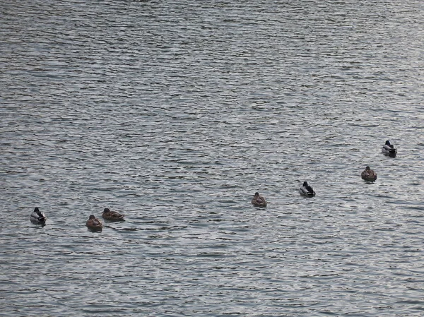 Swimming ducks in a lake — Stock Photo, Image