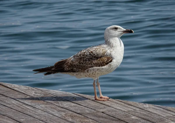 Mouette sur le quai — Photo