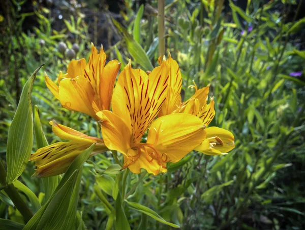 Golden flower in garden