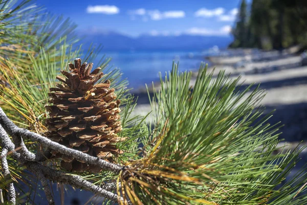 Pine Cone and rocky beach — Stock Photo, Image