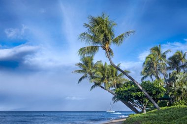 Kaanapali Beach Palm