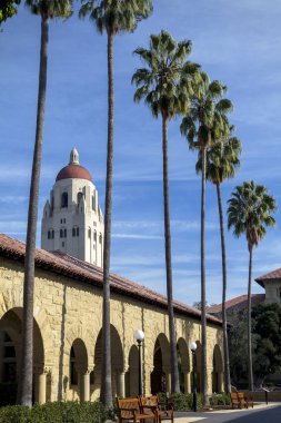 Kampüs Palms - Stanford Üniversitesi