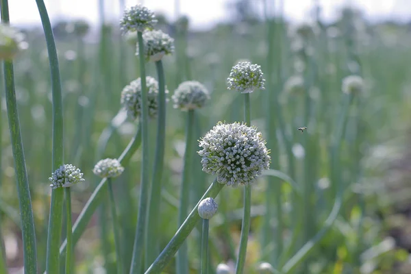 flowering plants of onion, seed formation.