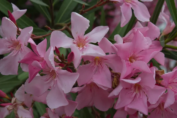 Kleine roze bloemen in het park — Stockfoto