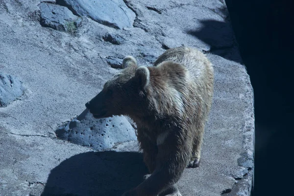 Urso castanho olhando para a direita em um penhasco de pedra — Fotografia de Stock