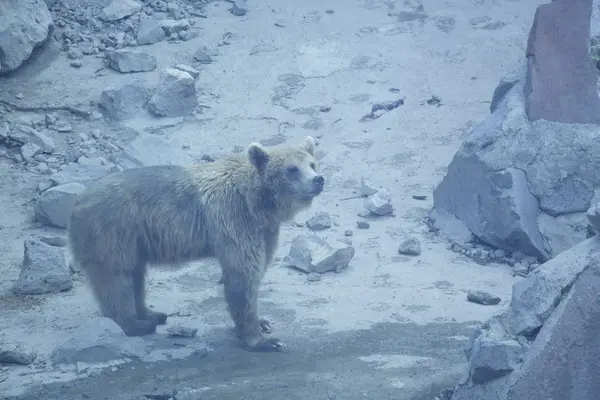 Ours brun regardant à droite dans une falaise de pierre — Photo