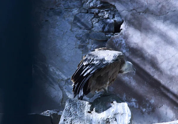 Gyps fulvus águila — Foto de Stock