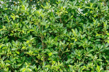 yeşil yapraklar arka plan, doğa kavramı