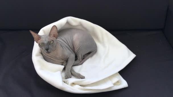 Varvara - Il gatto Sphynx — Video Stock