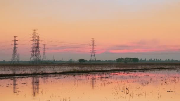 Voltage Electricity Poles Rice Field — Stock Video